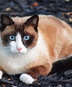 Siamese Snowshoe Cat Diamond Paintings