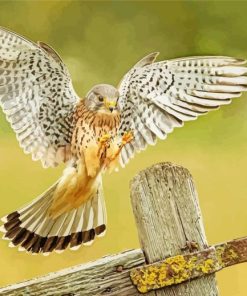 The American Kestrel Bird Diamond Paintings