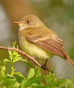 The Flycatcher Bird Diamond Paintings