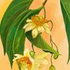 The Passionflower Diamond Painting