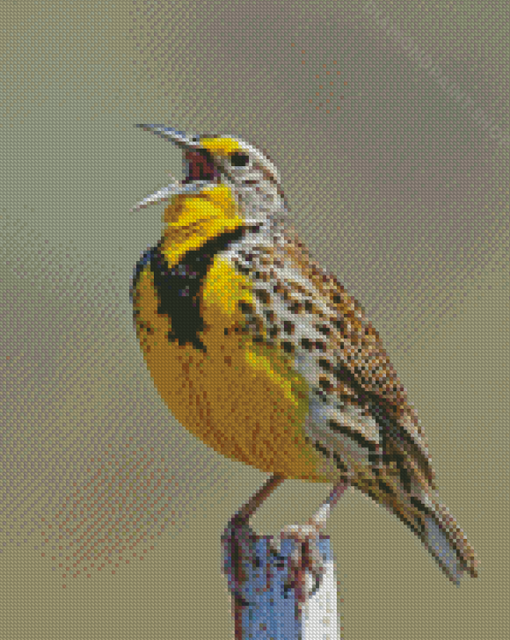 Western Meadowlark Diamond Paintings