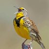 Western Meadowlark Diamond Paintings