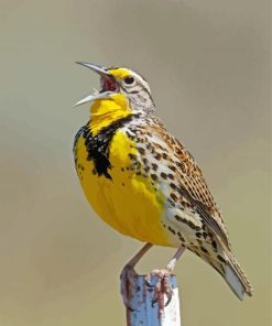 Western Meadowlark Diamond Paintings