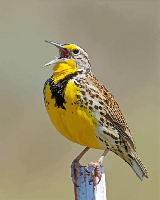 Western Meadowlark Diamond Paintings