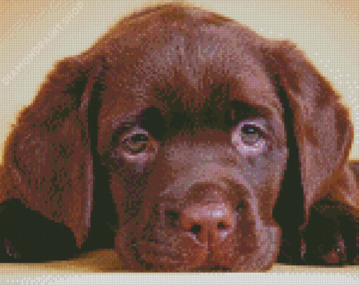 Aestehtic Brown Labrador Diamond Paintings