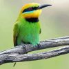 Aesthetic Bee Eater Diamond Paintings