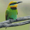 Aesthetic Bee Eater Diamond Paintings