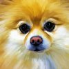 Aesthetic Pomchi Dog Diamond Paintings