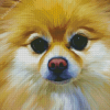 Aesthetic Pomchi Dog Diamond Paintings