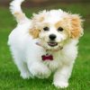 Aesthetic Cavachon Dog Diamond Paintings