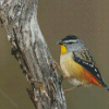 Aesthetic Pardalote Diamond Paintings