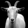 Black And white Goat Diamond Paintings