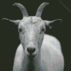 Black And white Goat Diamond Paintings