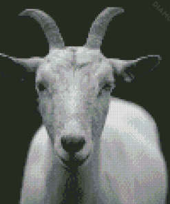 Black And white Goat Diamond Paintings