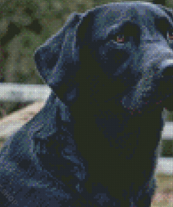 Cute Black Lab Dog Diamond Paintings