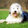 Cute Old English Sheepdog Diamond Paintings