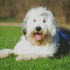 Cute Old English Sheepdog Diamond Paintings