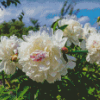 Cute White Peony Diamond Paintings