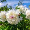 Cute White Peony Diamond Paintings