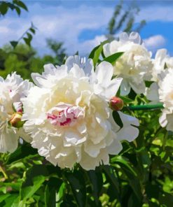 Cute White Peony Diamond Paintings