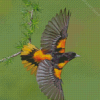 Flying Baltimore Oriole Diamond Paintings