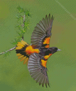 Flying Baltimore Oriole Diamond Paintings