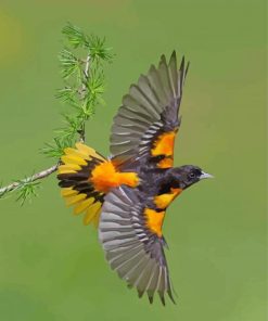 Flying Baltimore Oriole Diamond Paintings