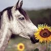 Head Horse With Sunflowers Diamond Paintings