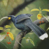 lonelly Huia Bird Diamond Paintings