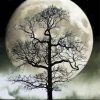 Moon And Trees Black And White Illustration Diamond Paintings