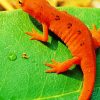 Newt On Leaf Diamond Paintings