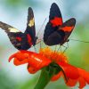 Orange And Black Butterflies And Blossoms Diamond Paintings