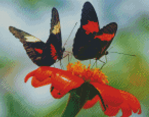 Orange And Black Butterflies And Blossoms Diamond Paintings