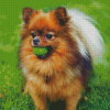 Pomeranian Dog Diamond Paintings