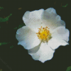 White Cherokee Rose Diamond Paintings