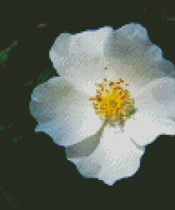 White Cherokee Rose Diamond Paintings