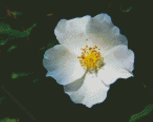 White Cherokee Rose Diamond Paintings