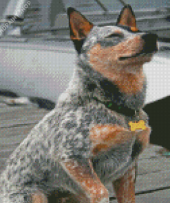 Australian Cattle Dog Sitting Diamond Paintings