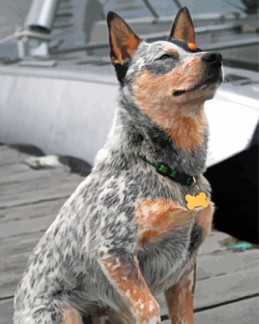 Australian Cattle Dog Sitting Diamond Paintings