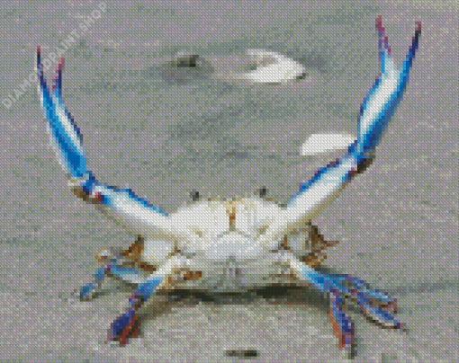 Beautiful Blue Crab Diamond Paintings