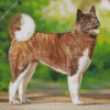 Brown American Akita Dog Diamond Paintings