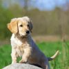 Golden Puppy On Rock Diamond Paintings