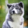 Grey American Akita Diamond Paintings