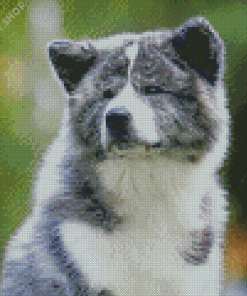 Grey American Akita Diamond Paintings