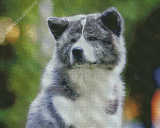 Grey American Akita Diamond Paintings