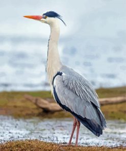 Grey Heron Diamond Paintings