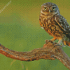 Hawk In A Forest Diamond Paintings