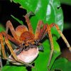 Huntsman Spider Insect With Egg Sack Diamond Paintings