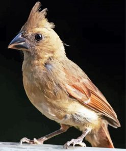 Juvenile Cardinal Art Diamond Paintings