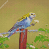 Pale Headed Rosella And Flowers Diamond Paintings